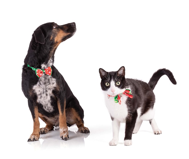 Portrait d'un chien tricolore et chat avec un collier avec des arcs de Noël