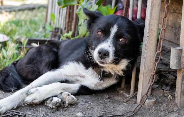 Portrait d'un chien triste sur une chaîne allongée sur le sol lors d'une chaude journée d'été ensoleillée, vue latérale rapprochée