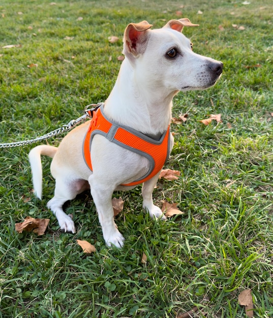 Photo portrait d'un chien de type jack russell terrier