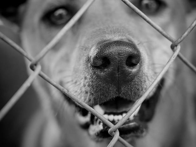 Photo portrait d'un chien vu à travers une clôture en chaîne