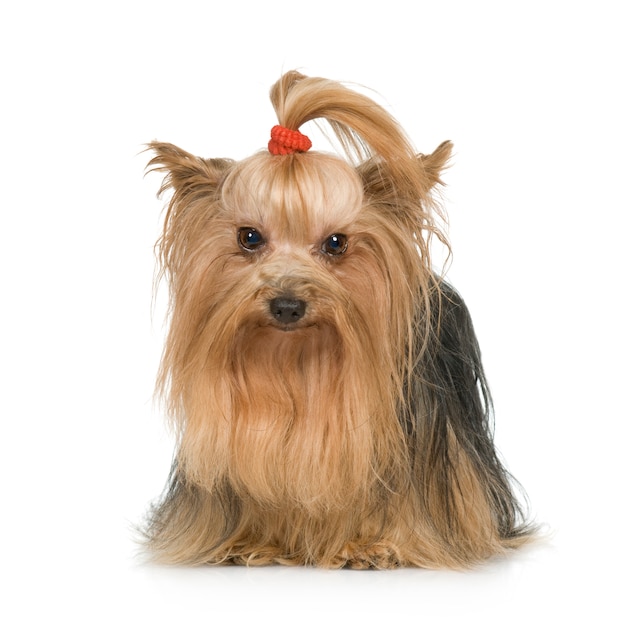 Portrait de chien Yorkshire Terrier isolé