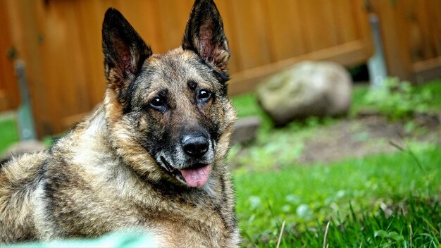 Photo portrait d'un chien