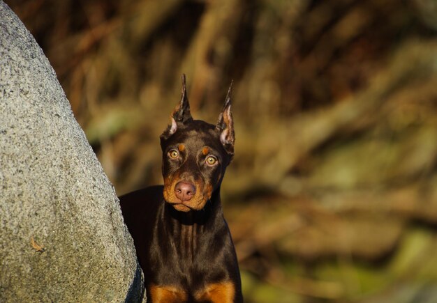 Photo portrait d'un chien