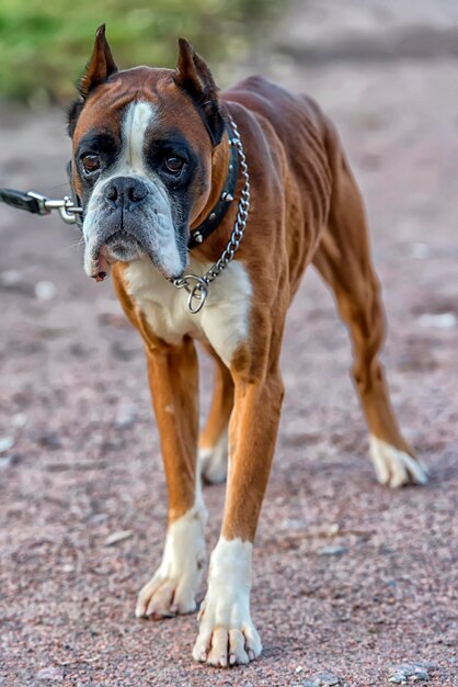 Photo portrait d'un chien