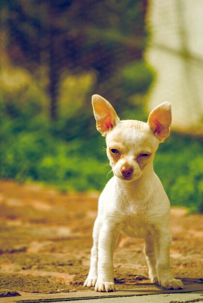 Photo portrait d'un chien