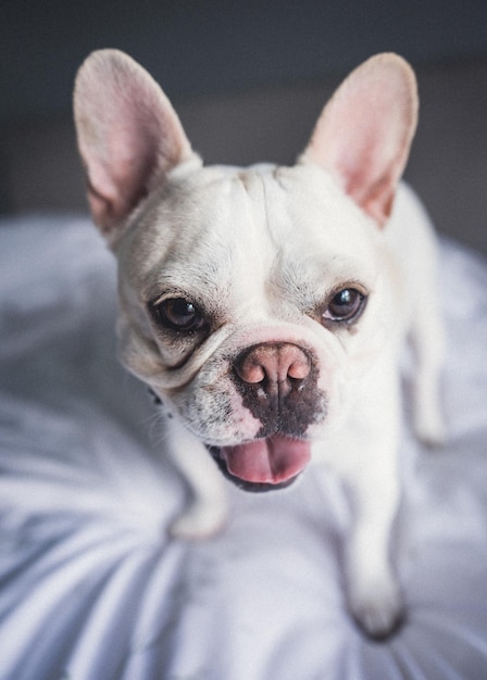 Portrait d'un chien