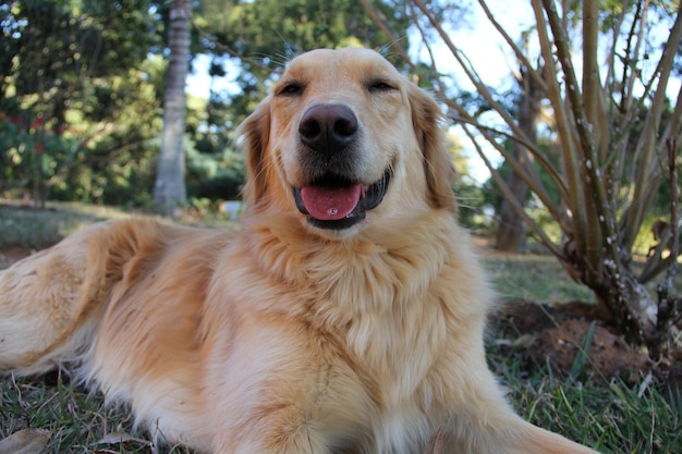 Portrait d'un chien