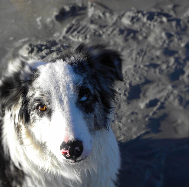 Photo portrait d'un chien