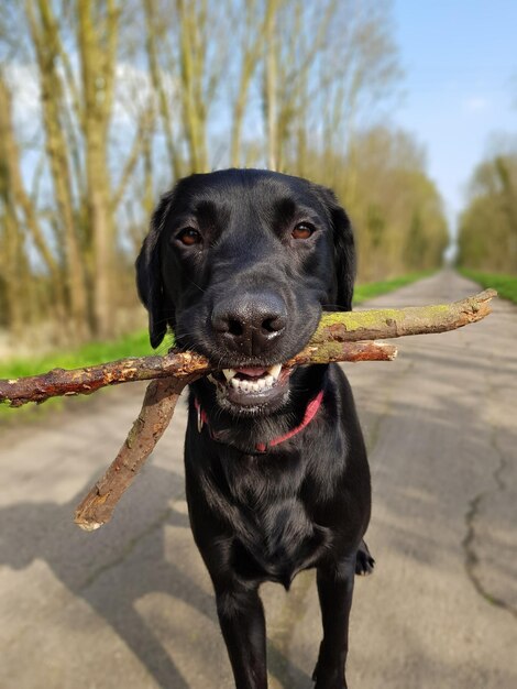 Photo portrait d'un chien