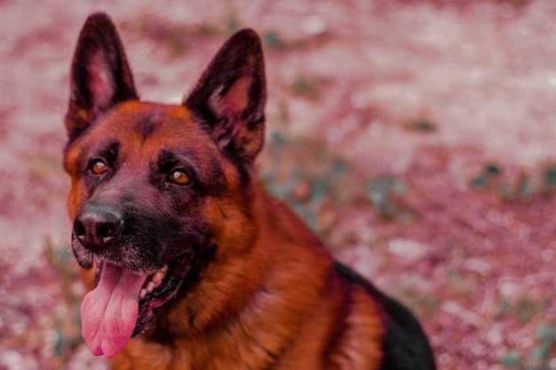 Photo portrait d'un chien