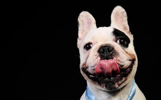 Portrait d'un chien