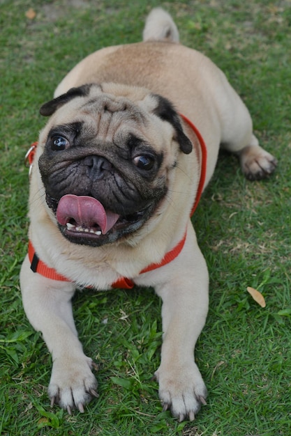 Photo portrait d'un chien