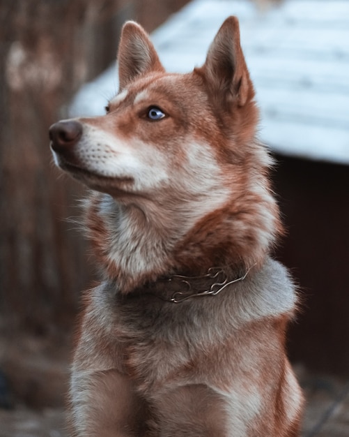 portrait d'un chien