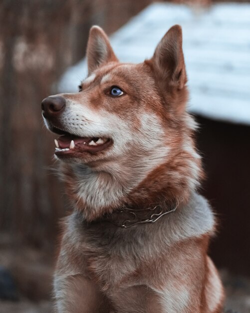 portrait d'un chien