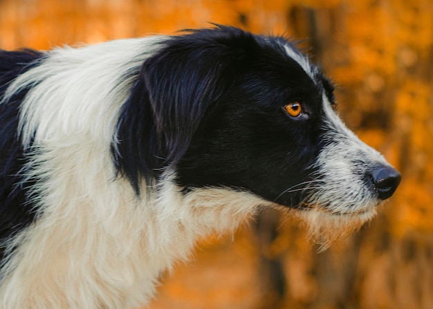 Photo portrait de chien