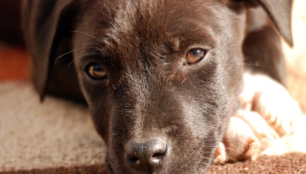 Portrait d'un chien