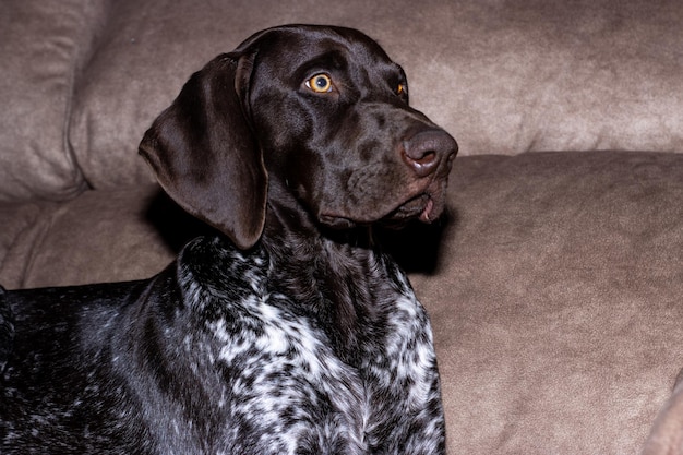 Portrait de chienne de race braco allemande brune et blanche dans la maison