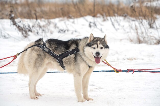 Portrait de chiens Husky de Sibérie en hiver