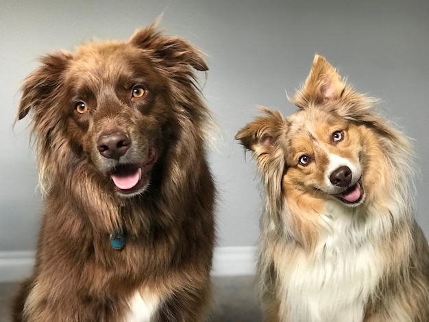 Portrait de chiens à la maison