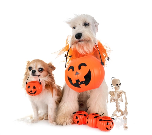 Portrait de chiens tenant des lanternes Jack o alors qu'ils sont assis sur un fond blanc