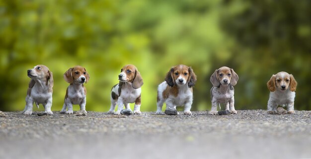 Portrait de chiens