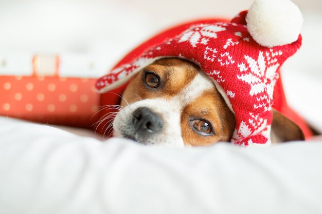 Portrait de Chihuahua en bonnet de Noel et écharpe rouge avec cadeau allongé sur le lit. Rester à la maison. Se détendre. Rêves de Noël.