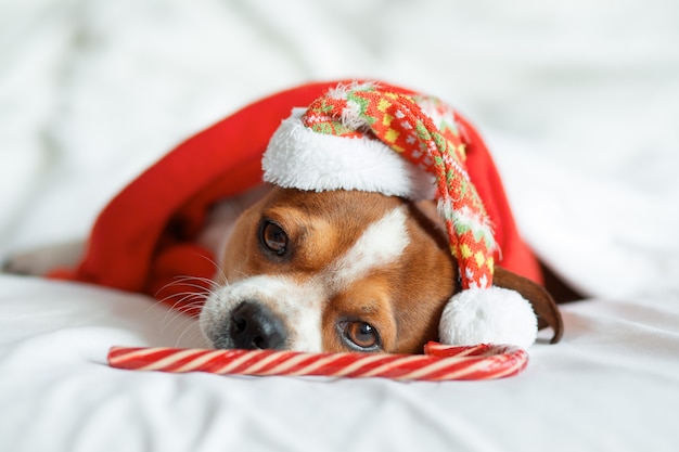 Portrait de Chihuahua en bonnet de Noel et écharpe rouge avec canne sucette allongé sur le lit. Rester à la maison. Se détendre. Rêves de Noël. Photo de haute qualité