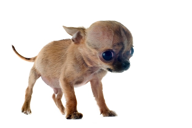 Photo portrait d'un chihuahua chiot de race pure fragile devant fond blanc