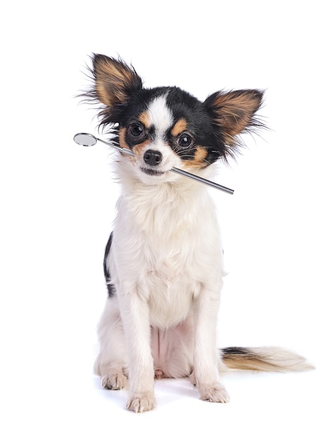 Portrait d'un chihuahua posant avec une cuillère