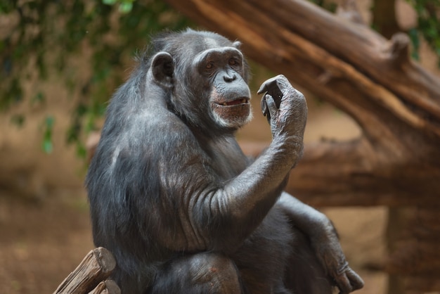 Portrait de chimpanzé dans l&#39;habitat naturel