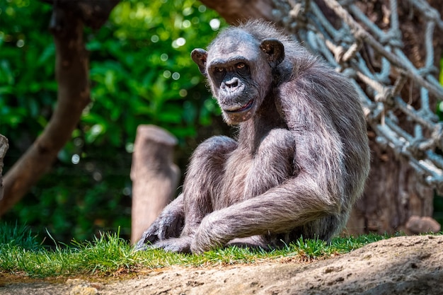 Portrait d'un chimpanzé