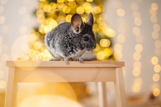 Portrait de chinchilla marron mignon sur fond de décorations de Noël et de lumières de Noël