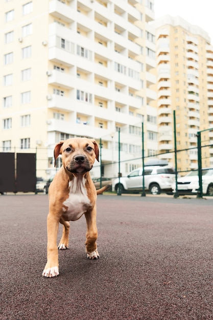 Portrait de chiot American Staffordshire Terrier. Chien heureux en promenade