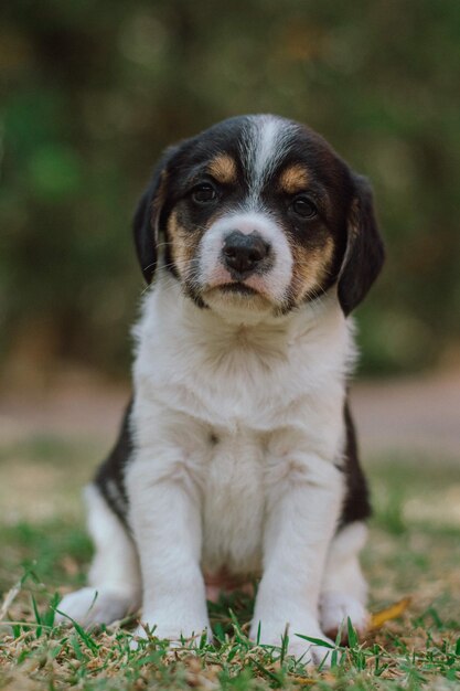 Portrait d'un chiot assis sur le champ