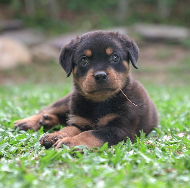 Portrait d'un chiot assis sur l'herbe