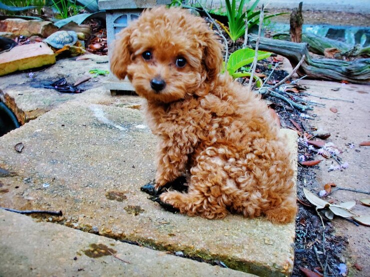 Photo portrait d'un chiot assis en plein air