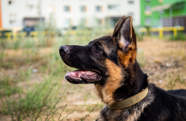 Portrait d'un chiot berger allemand