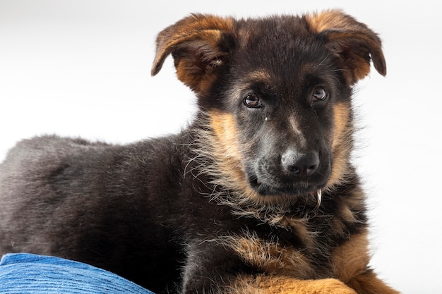 Portrait d'un chiot berger allemand