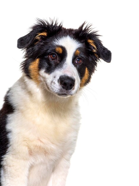 Portrait d'un chiot de berger australien de quatre mois en gros plan