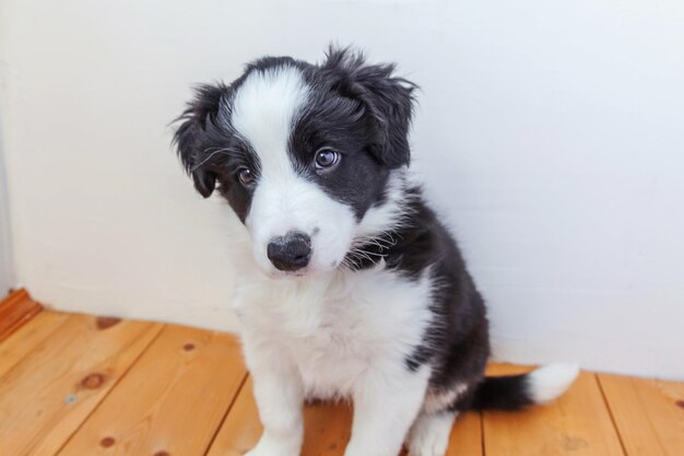 Photo portrait d'un chiot blanc