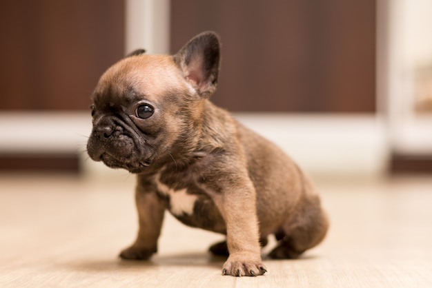 Portrait de chiot bouledogue français d'un mois. Mignon petit chiot.