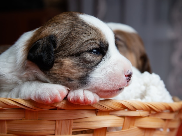 Portrait de chiot chien Jack Russell Terrier