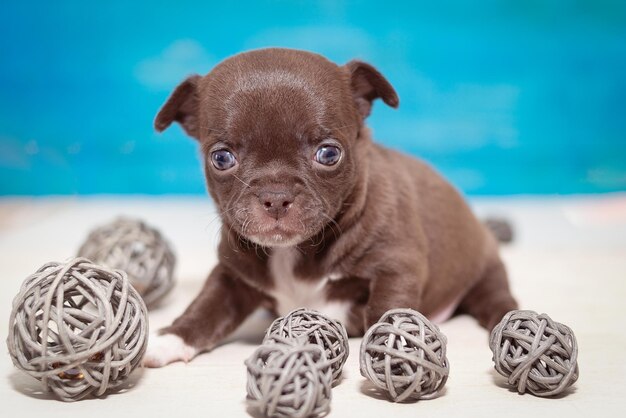 Portrait d'un chiot Chihuahua brun mise au point sélective