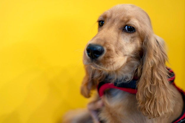 Portrait de chiot cocker spaniel vous regardant