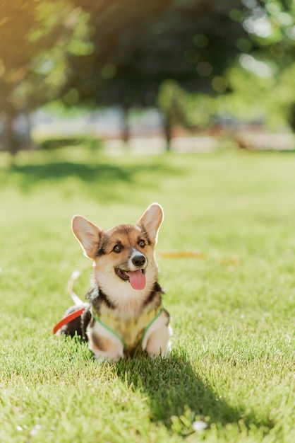 Portrait d'un chiot corgi sur fond d'herbe par une journée ensoleillée