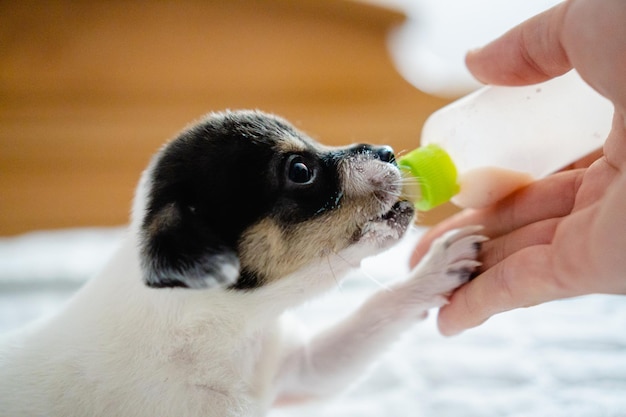 Portrait d'un chiot croisé prenant un supplément de lait en bouteille