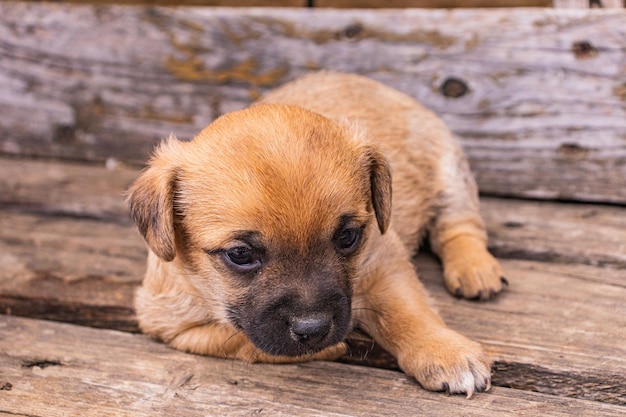 Portrait d'un chiot C'est un animal de compagnie très affectueux et merveilleux