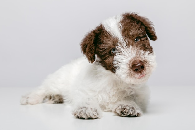 Portrait d'un chiot Fox Terrier expressif