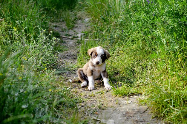 Portrait d'un chiot sur l'herbe