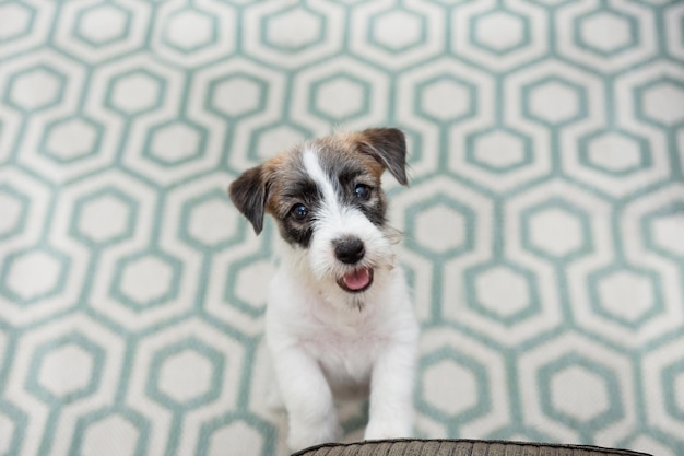 Portrait chiot jack russell chien mendiant de la nourriture ou demandant de monter sur le canapé